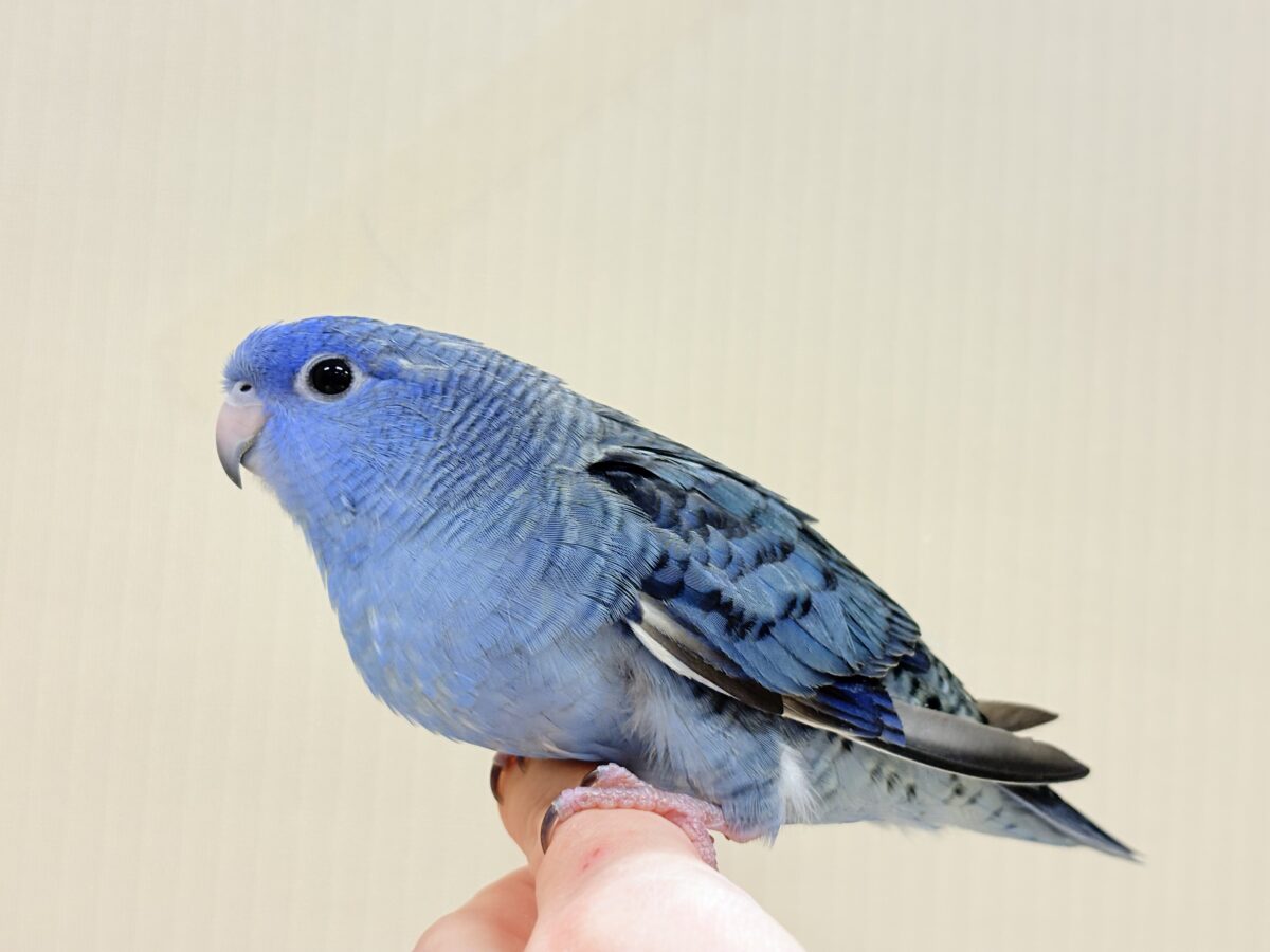 サザナミインコ