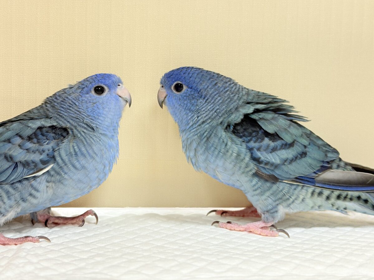 サザナミインコ
