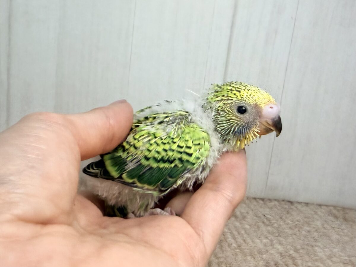 セキセイインコ