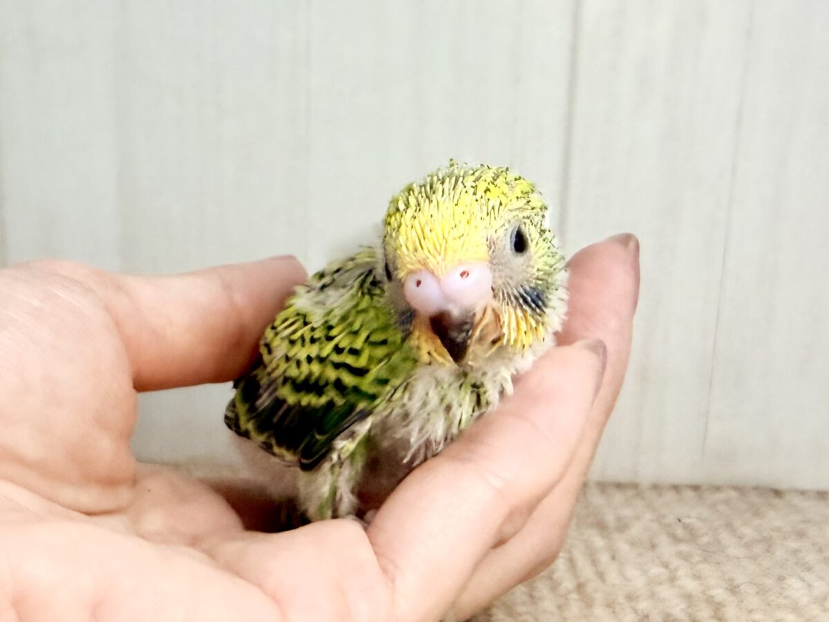 セキセイインコ