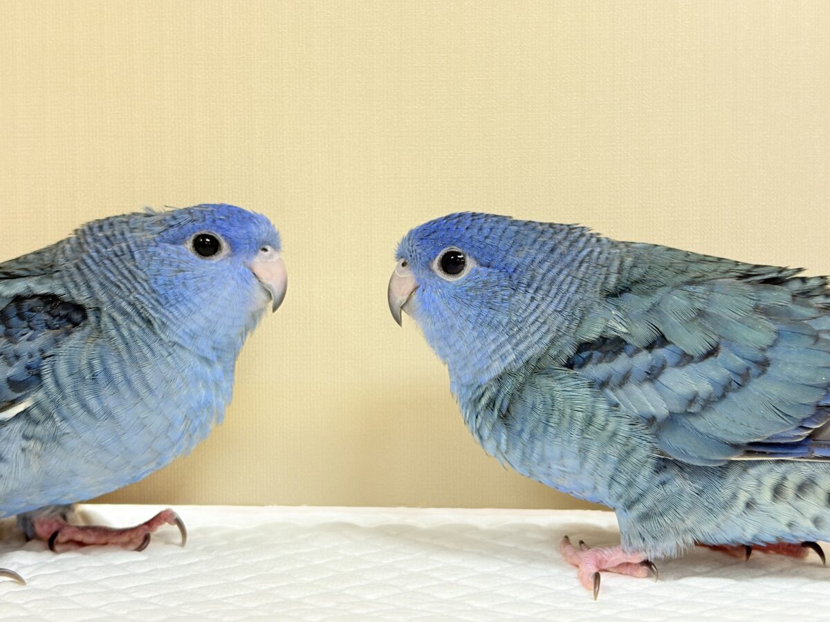 サザナミインコ