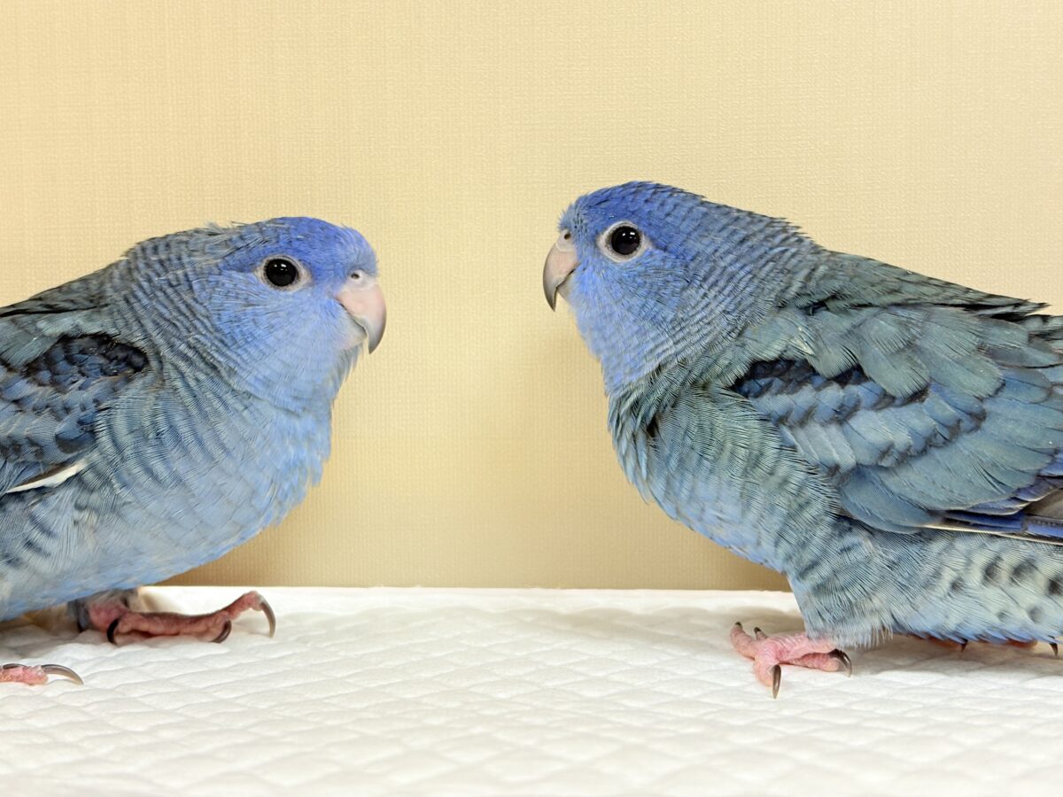 サザナミインコ
