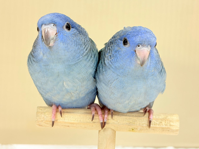 ピーポポ星からやってきた🐥𖤐 ̖́-‬サザナミインコ(コバルト) ヒナ