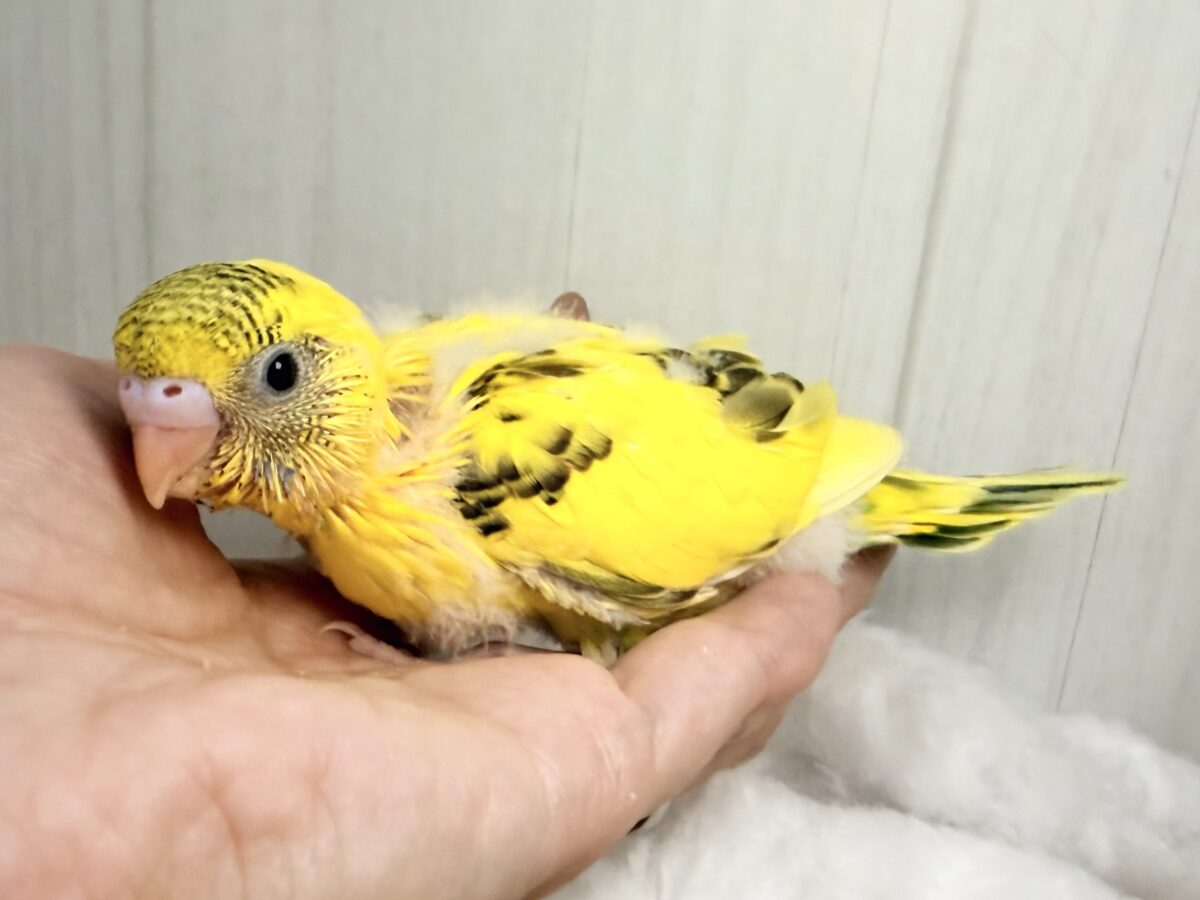 セキセイインコ
