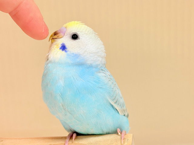 目が合ったら、それはお迎えの合図…🐥💖セキセイインコ(パステルレインボー) ヒナ