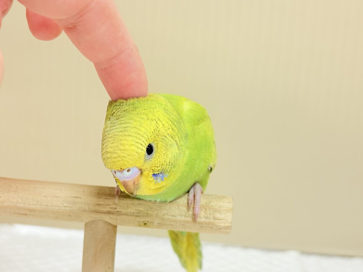 セキセイインコ