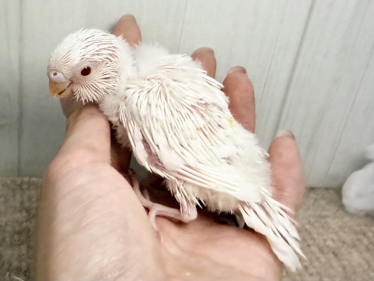 セキセイインコ