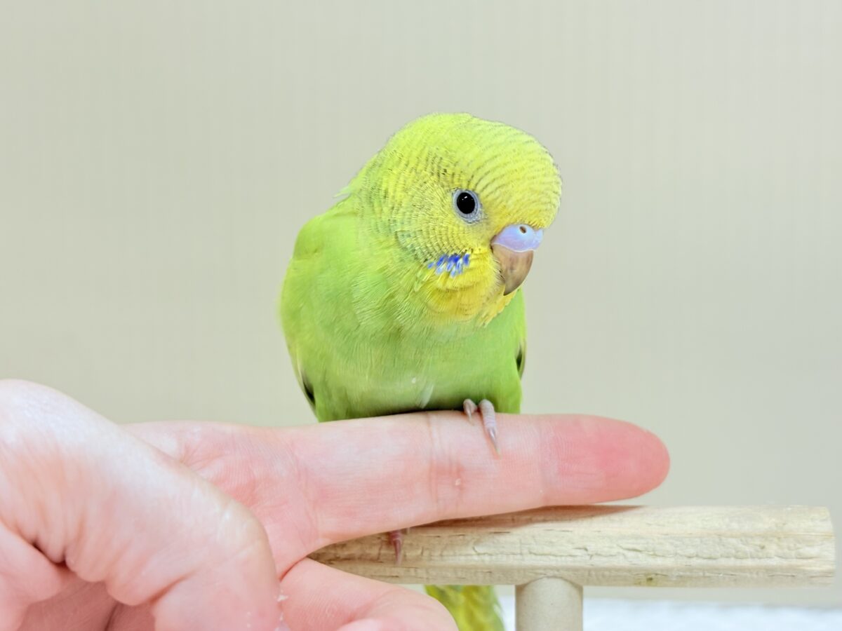 セキセイインコ