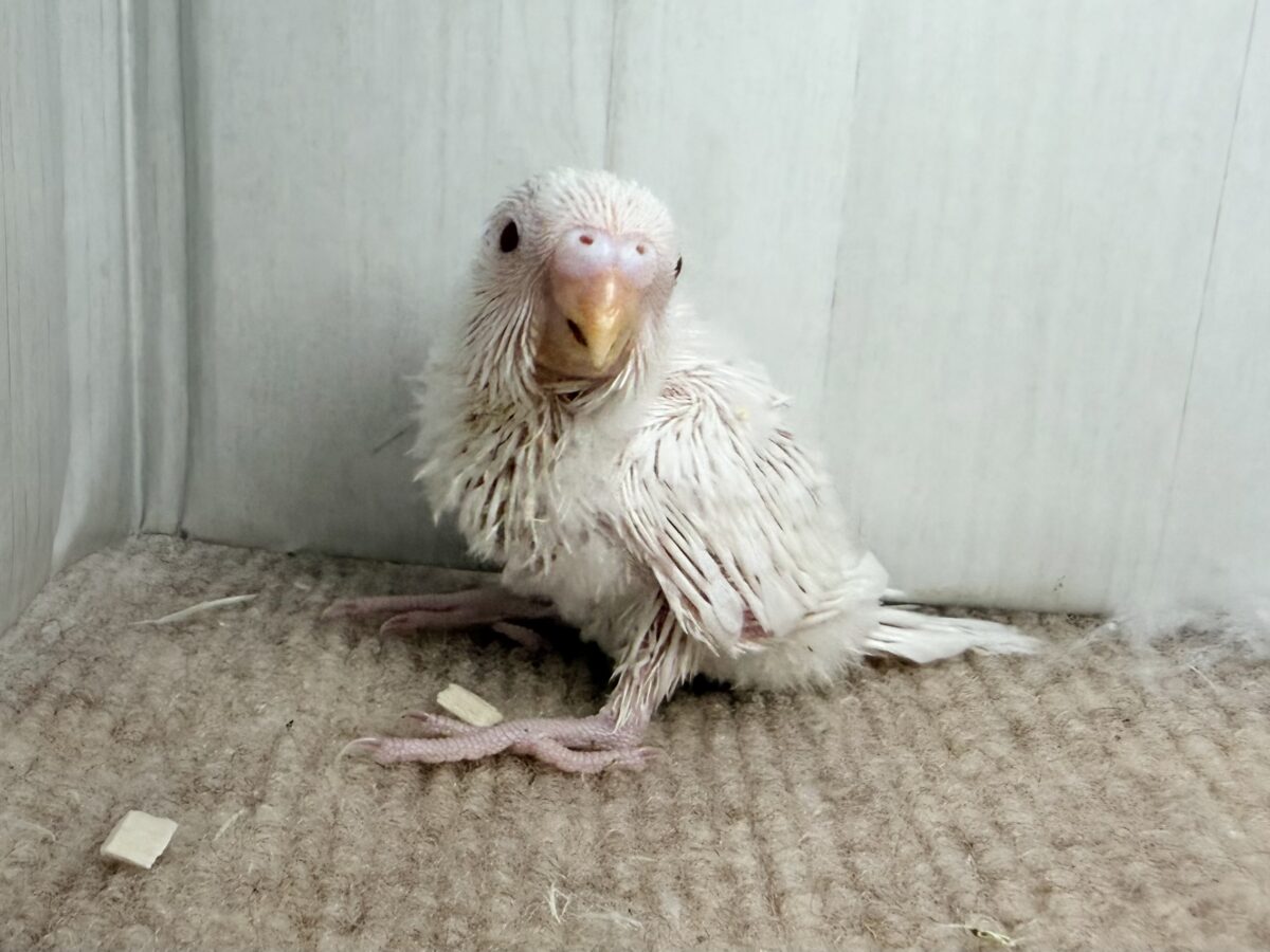 セキセイインコ