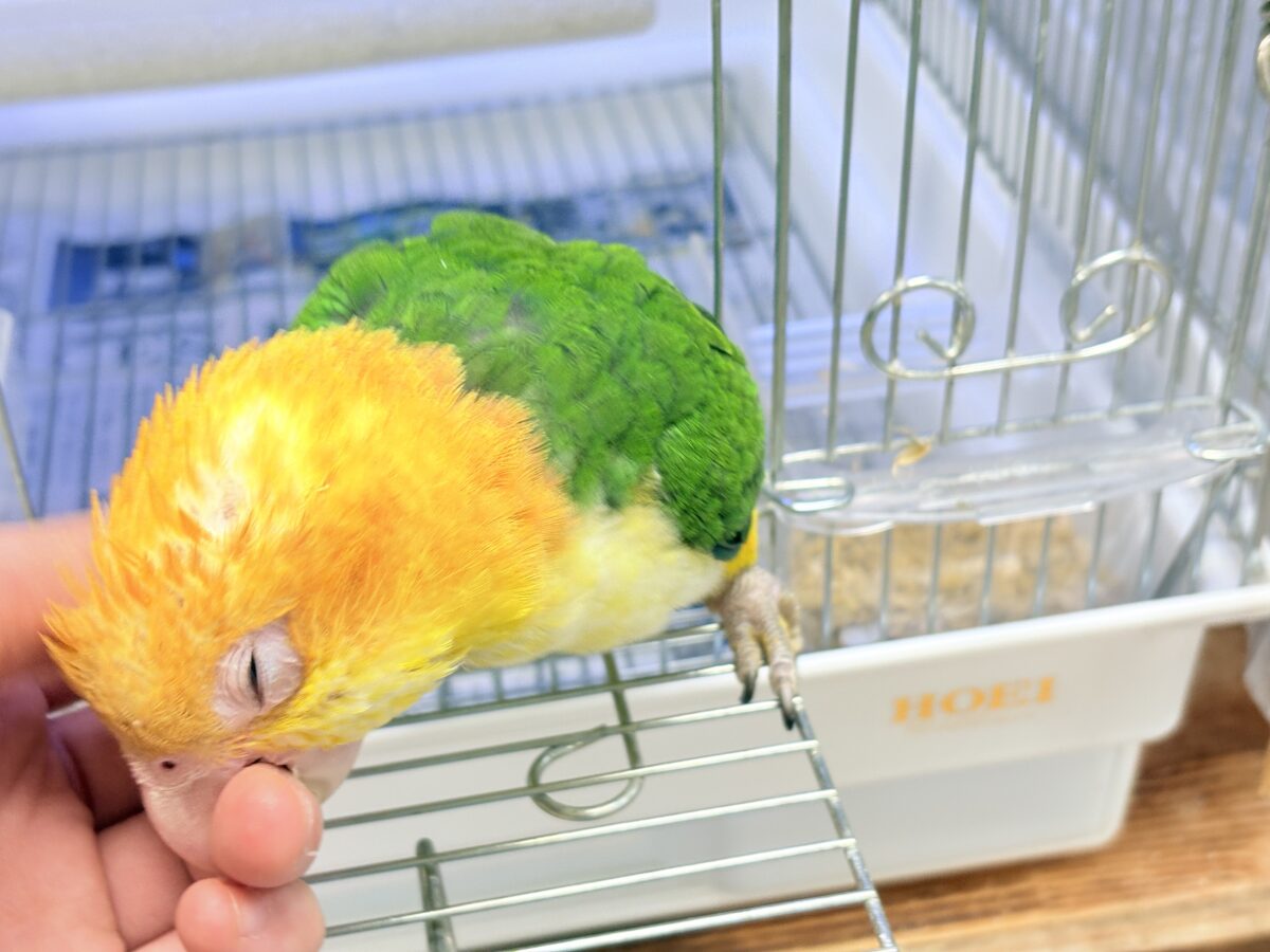 シロハラインコ
