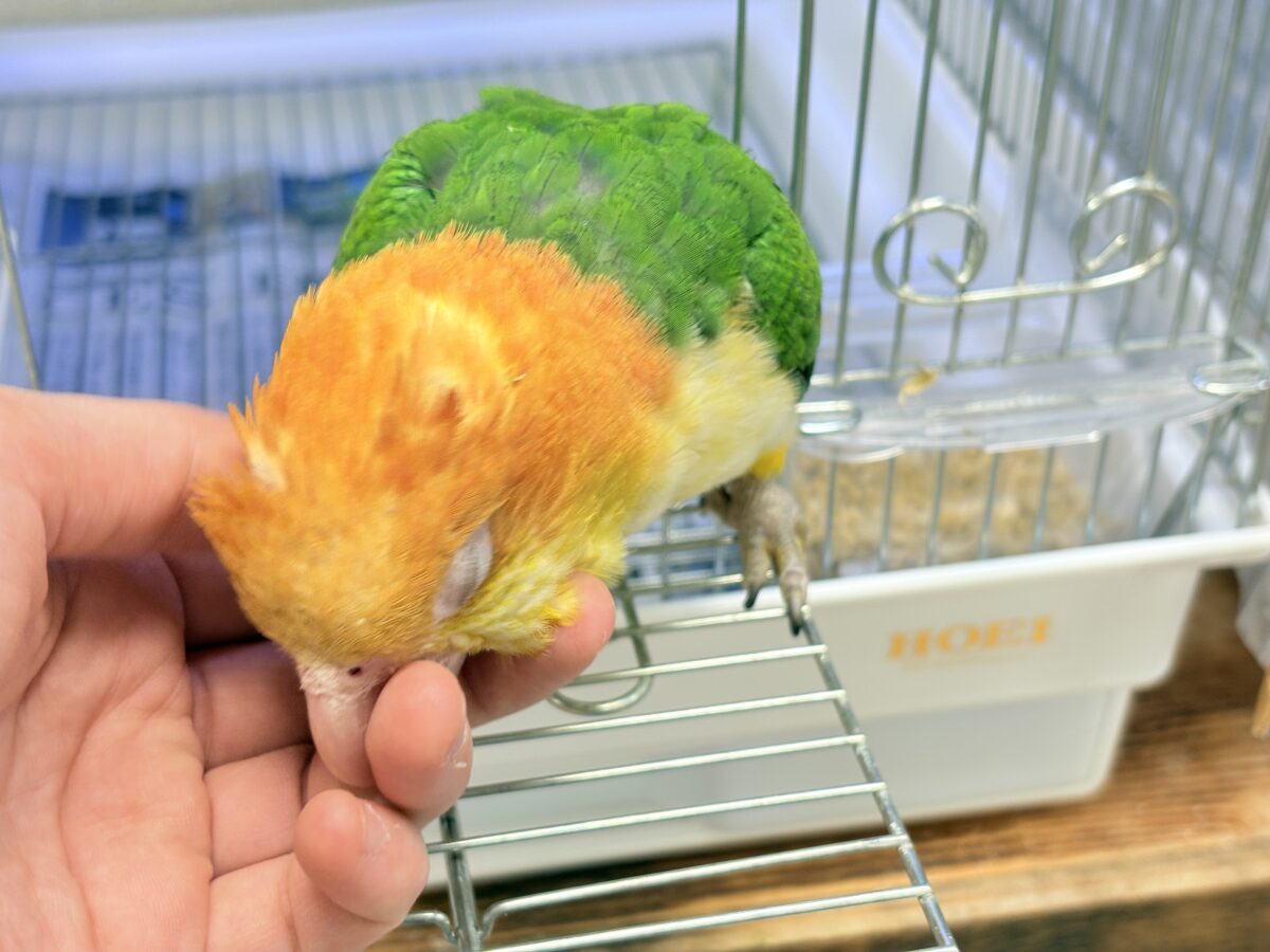 シロハラインコ