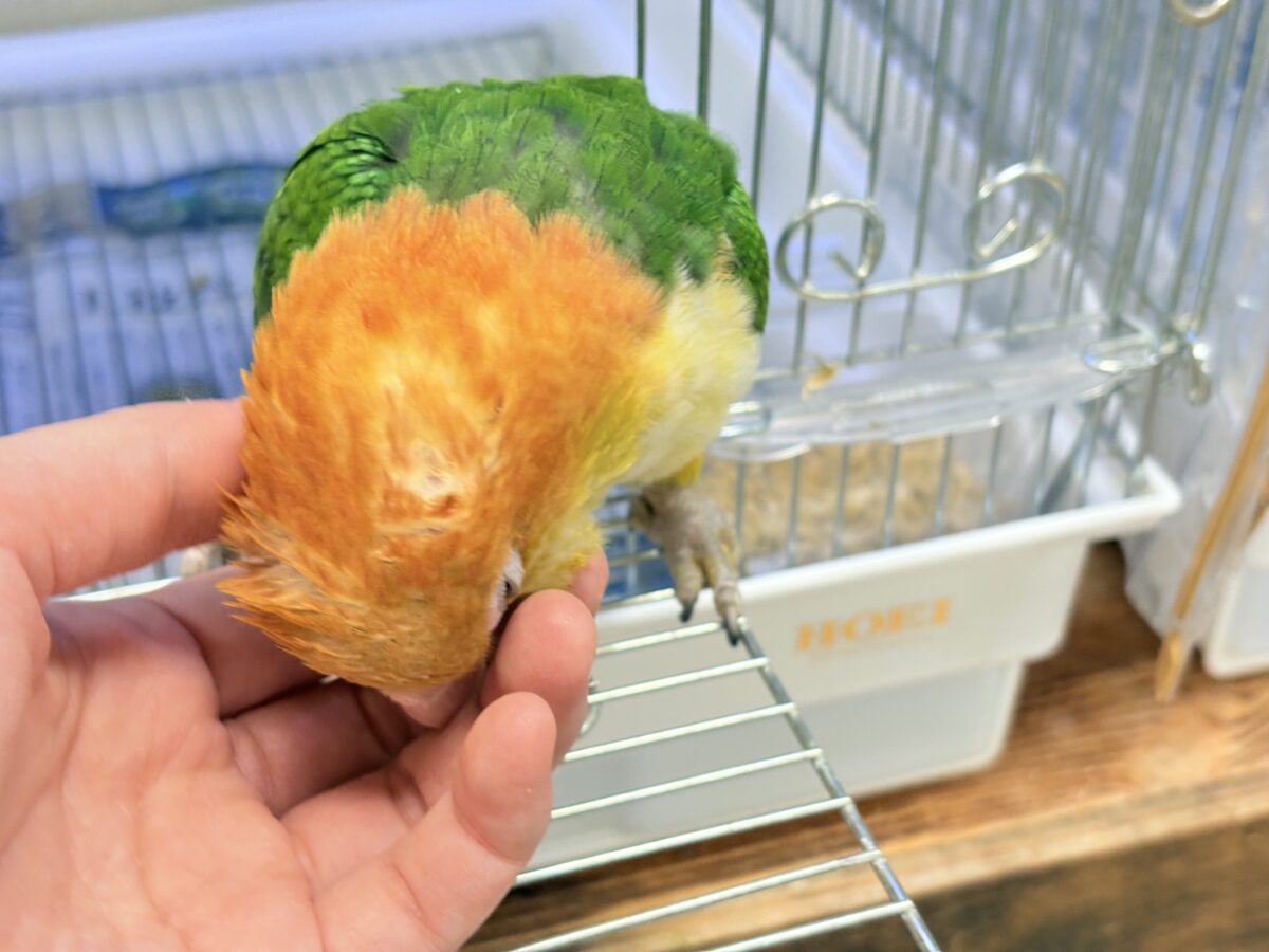 シロハラインコ