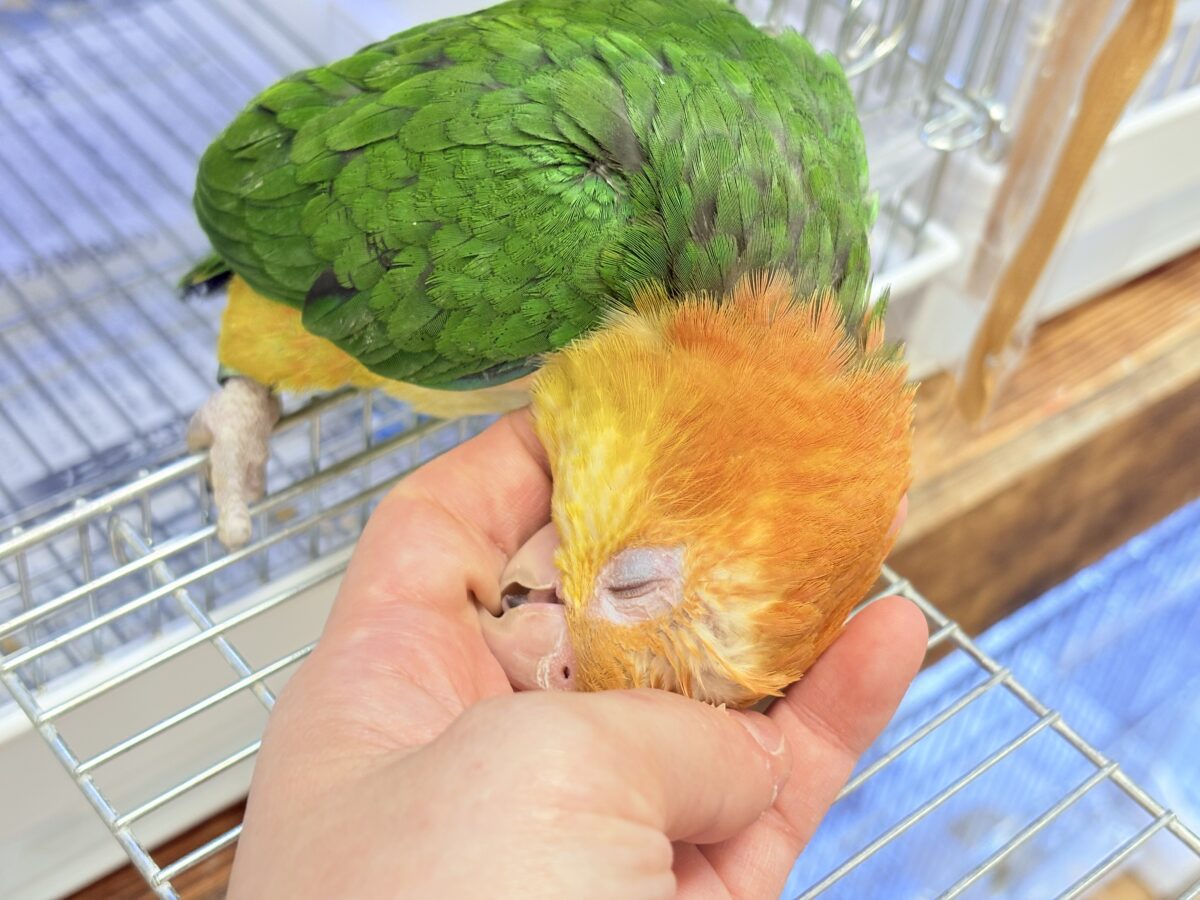 シロハラインコ