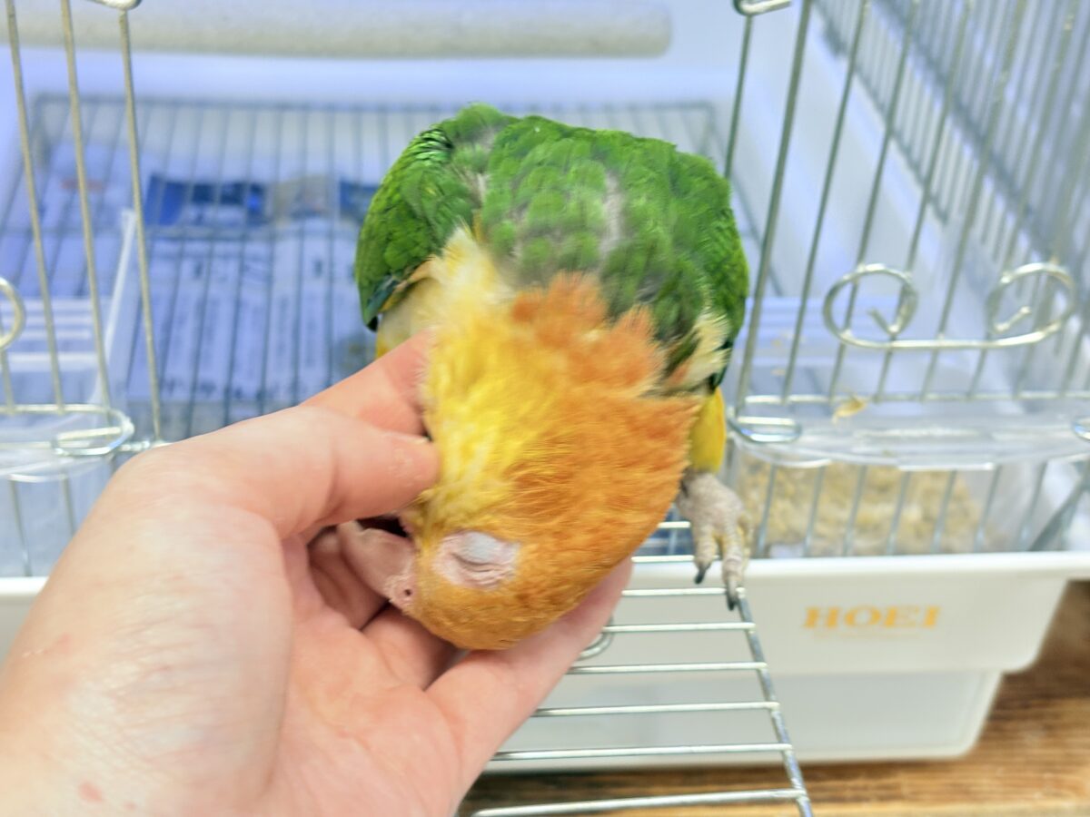 シロハラインコ