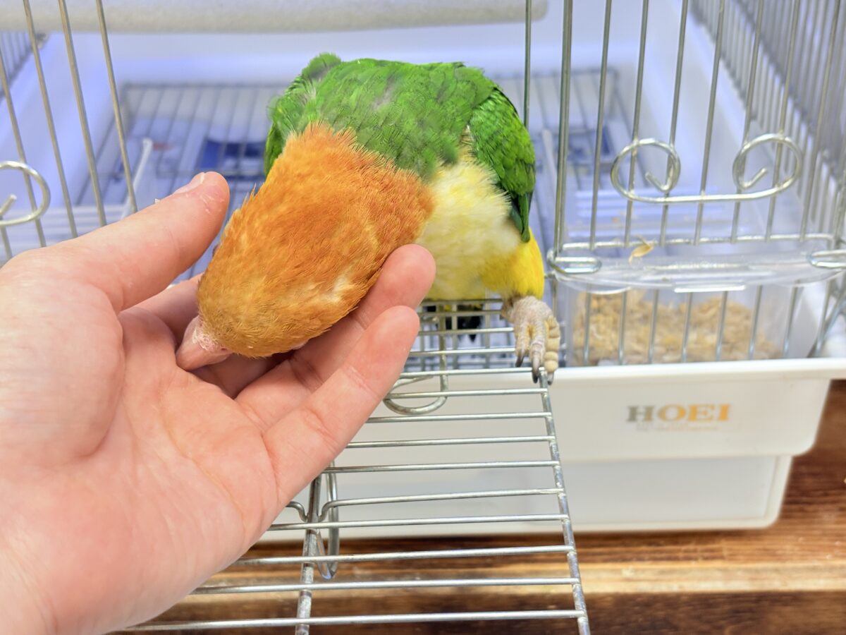 シロハラインコ