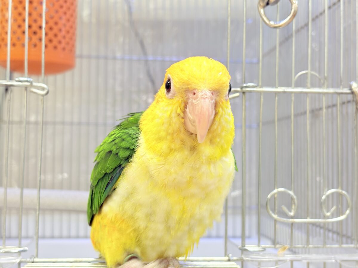 シロハラインコ