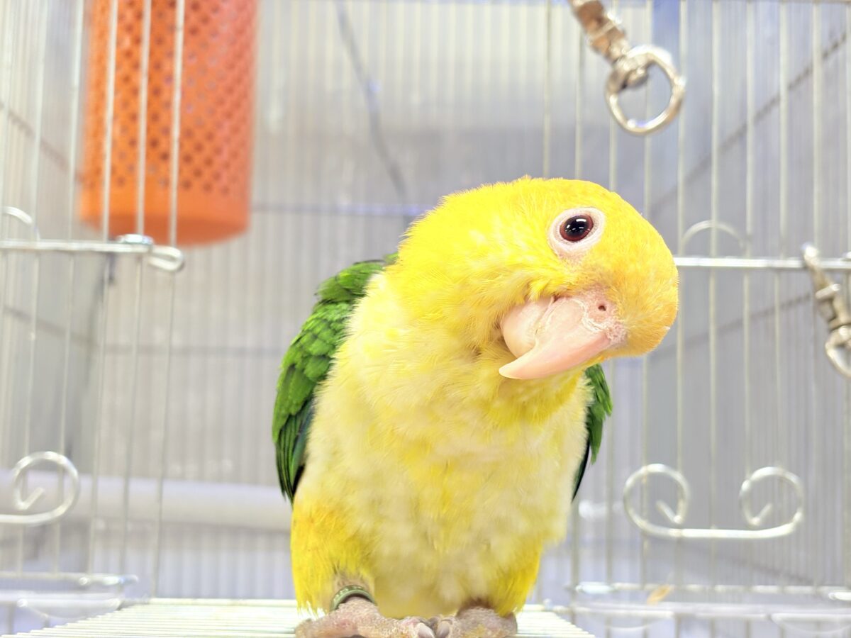 シロハラインコ