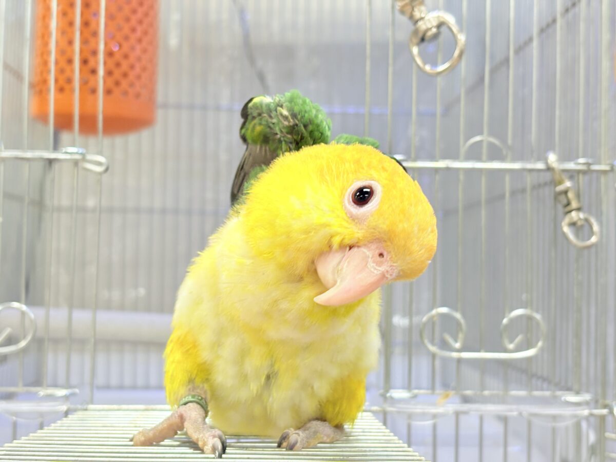 シロハラインコ