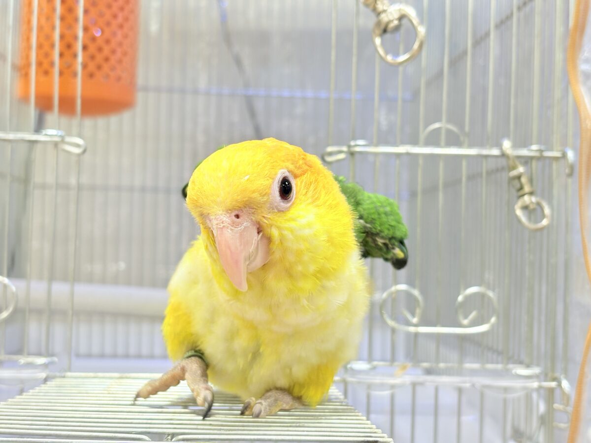 シロハラインコ