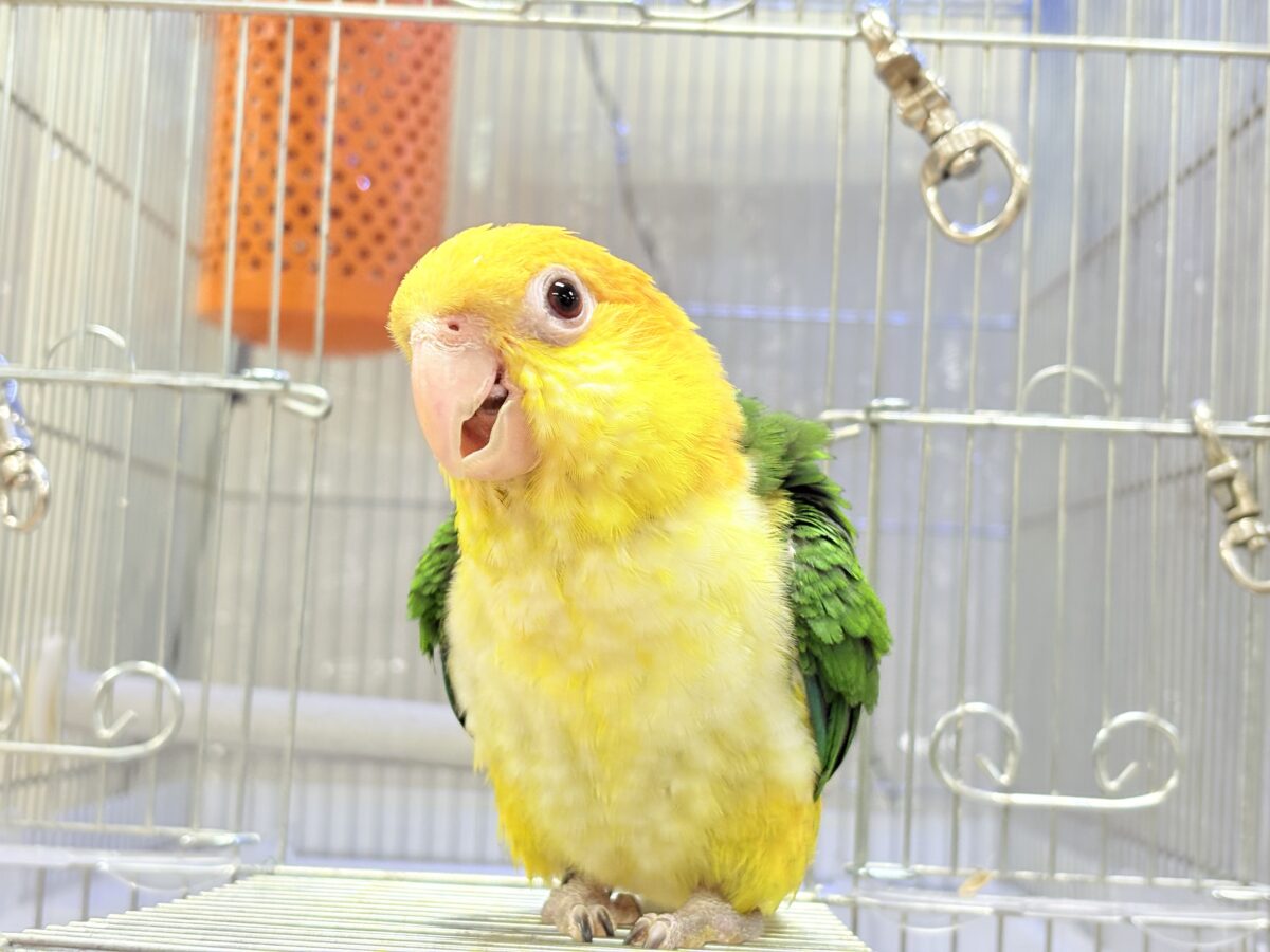 シロハラインコ