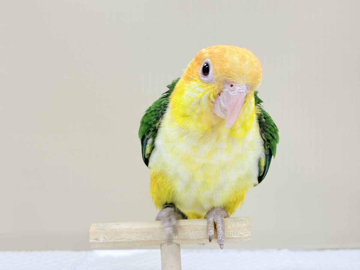 シロハラインコ
