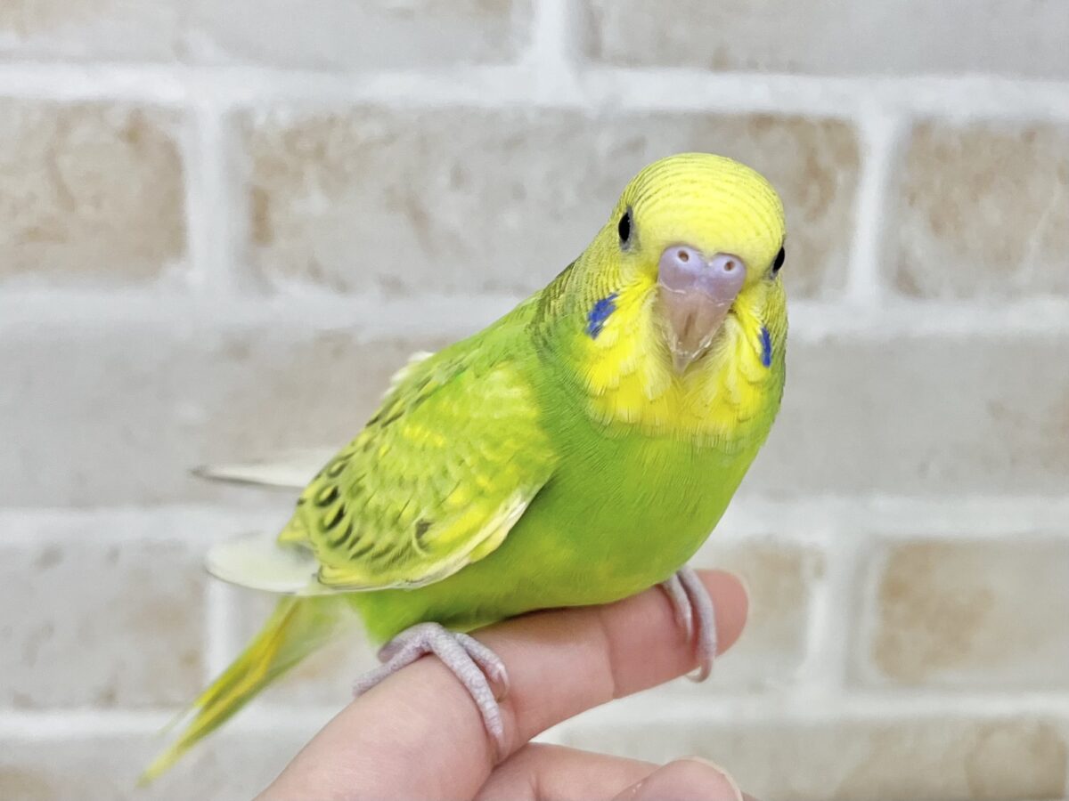 セキセイインコ