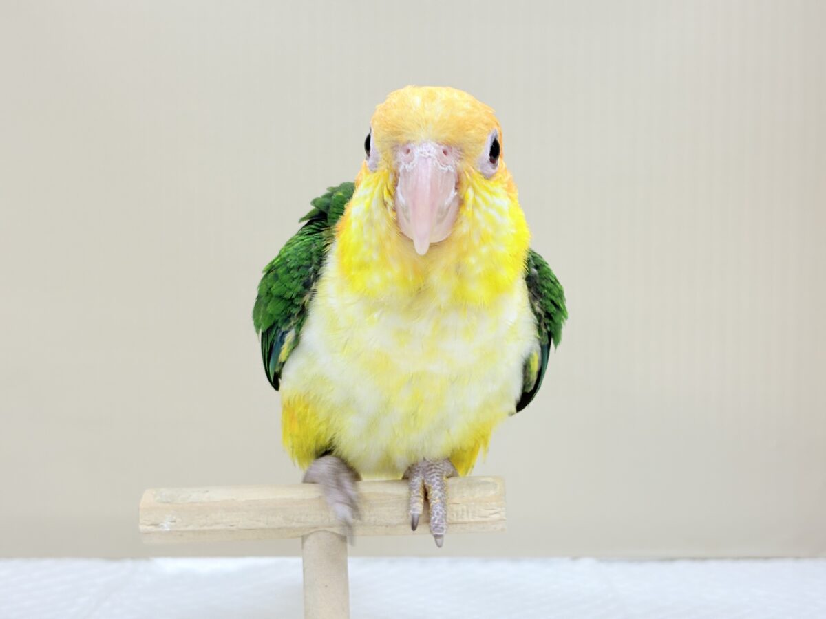 シロハラインコ