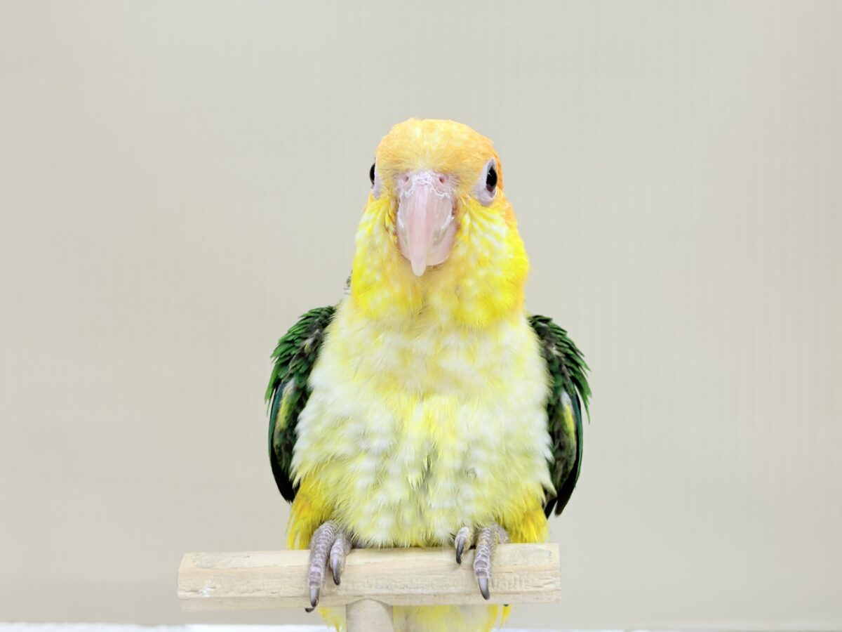 シロハラインコ