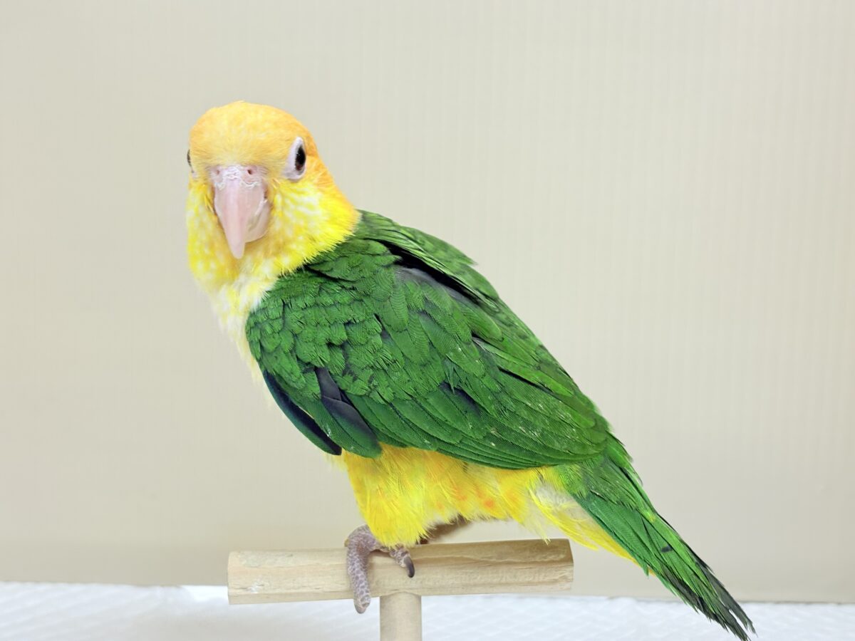 シロハラインコ
