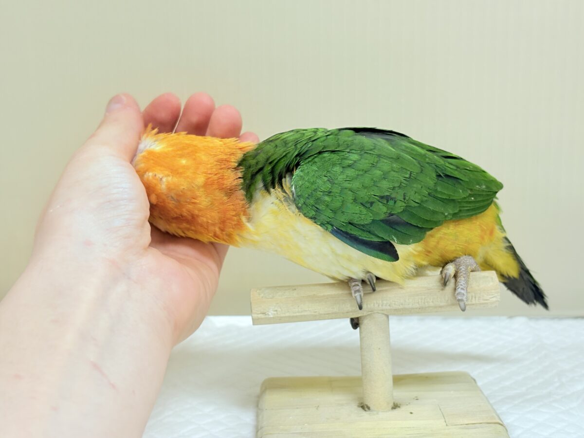 シロハラインコ