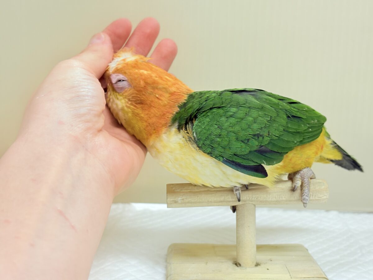 シロハラインコ