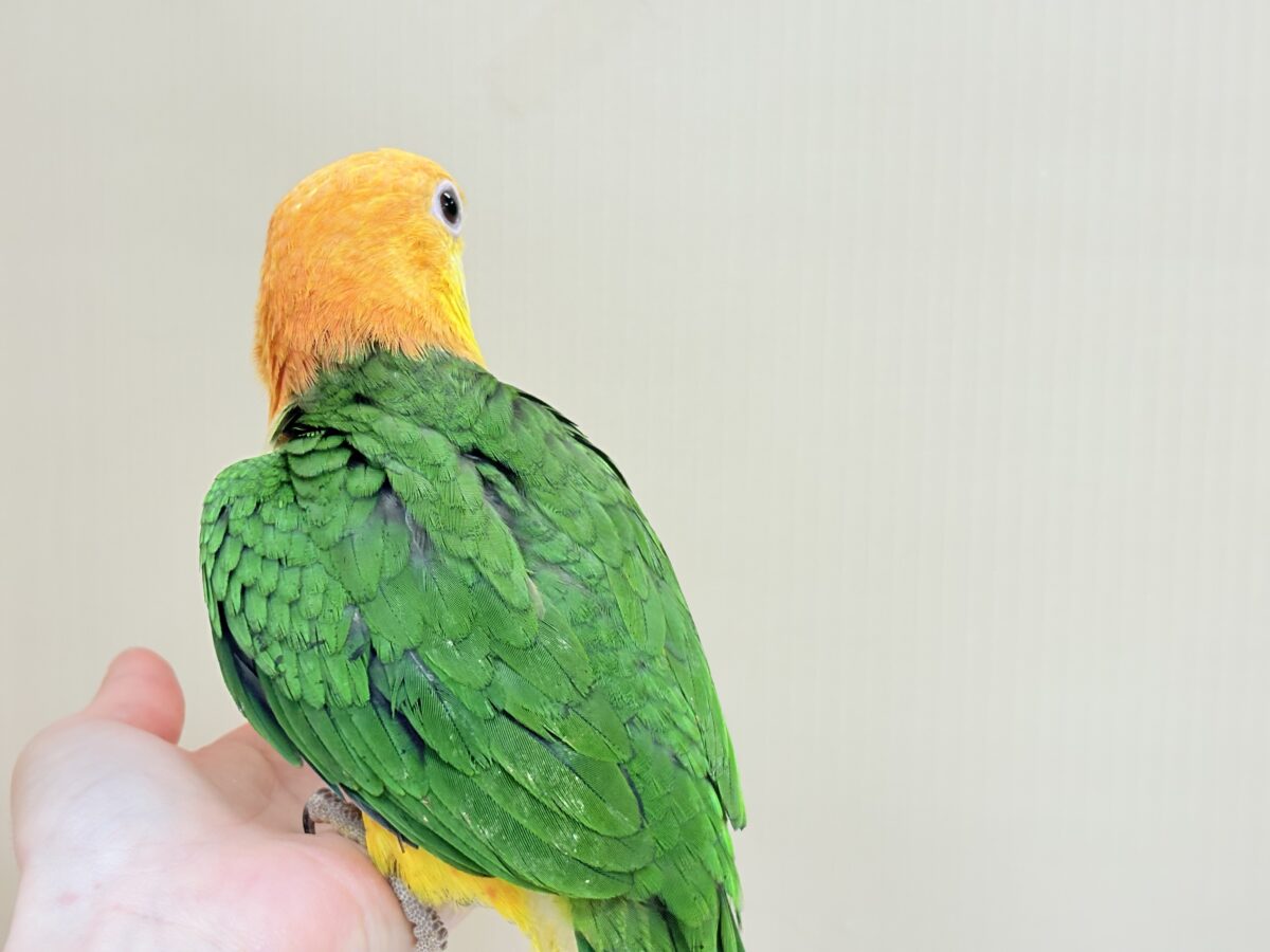 シロハラインコ