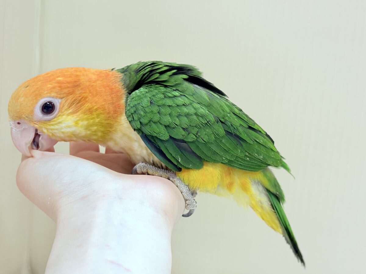 シロハラインコ