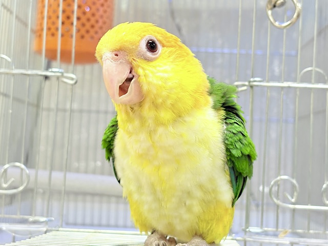 来て見て触れたらわかります🐥💖シロハラインコ(女の子)