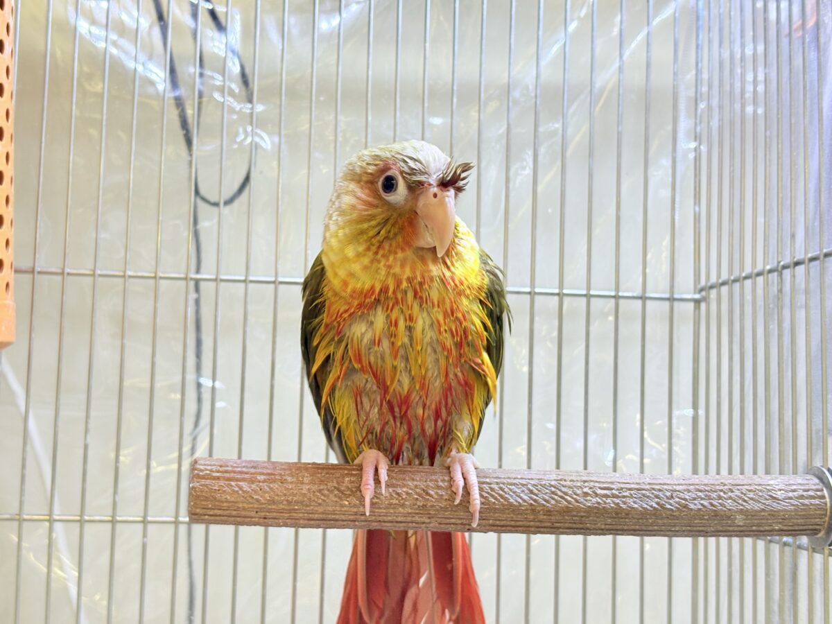 ホオミドリウロコインコ