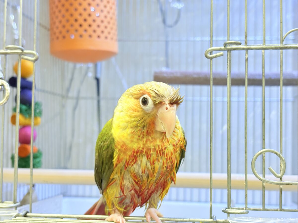 ホオミドリウロコインコ