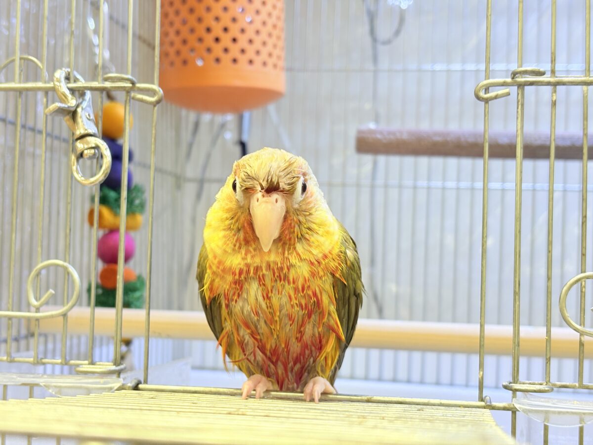 ホオミドリウロコインコ