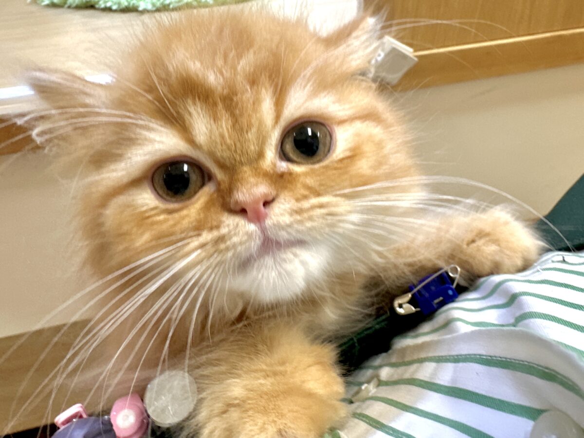 フォールデックス