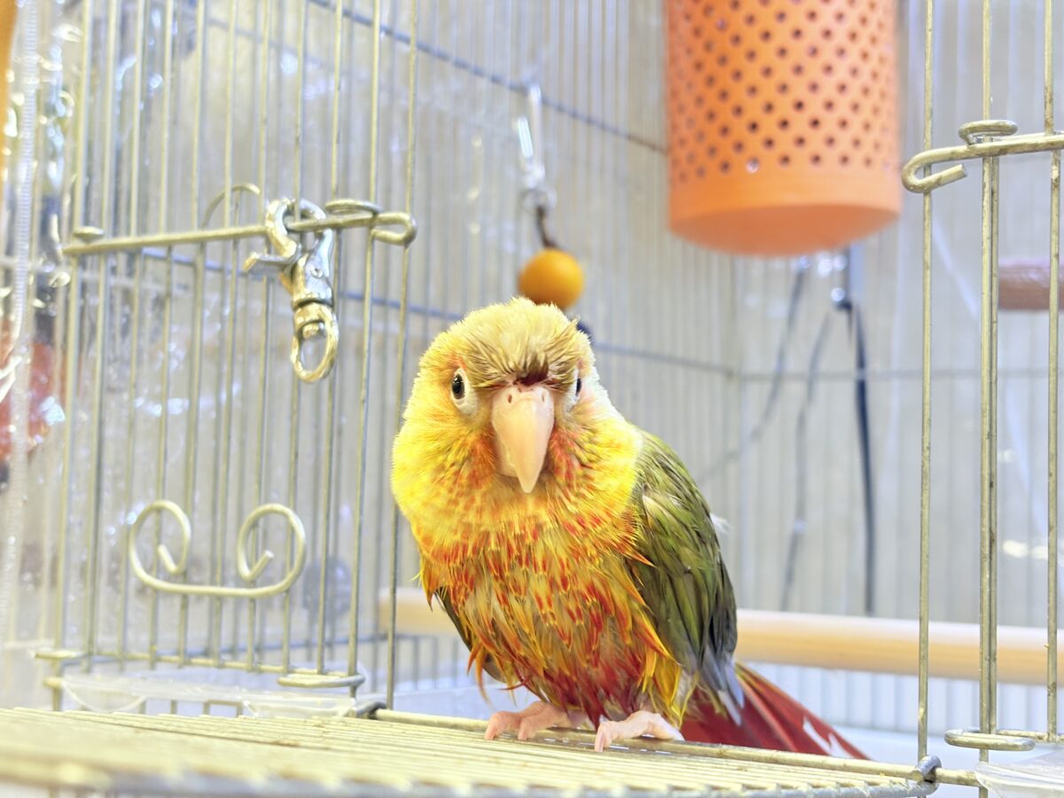 ホオミドリウロコインコ