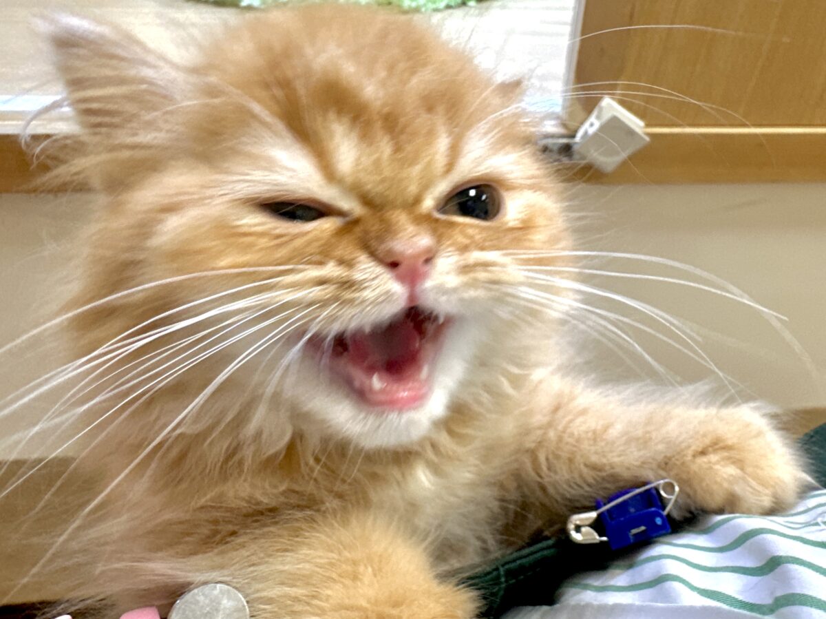 フォールデックス