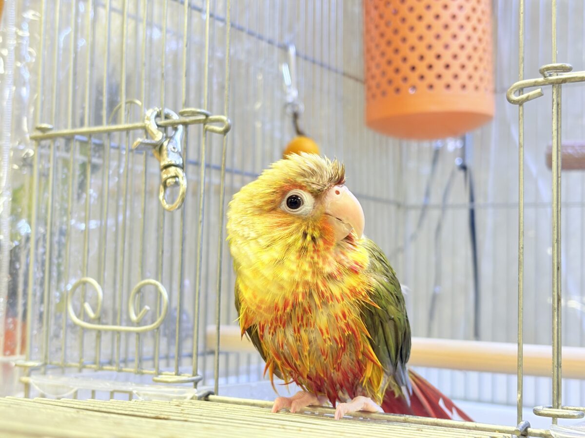 ホオミドリウロコインコ