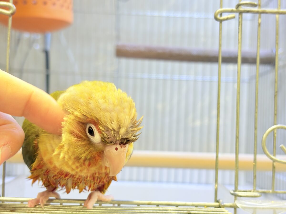 ホオミドリウロコインコ