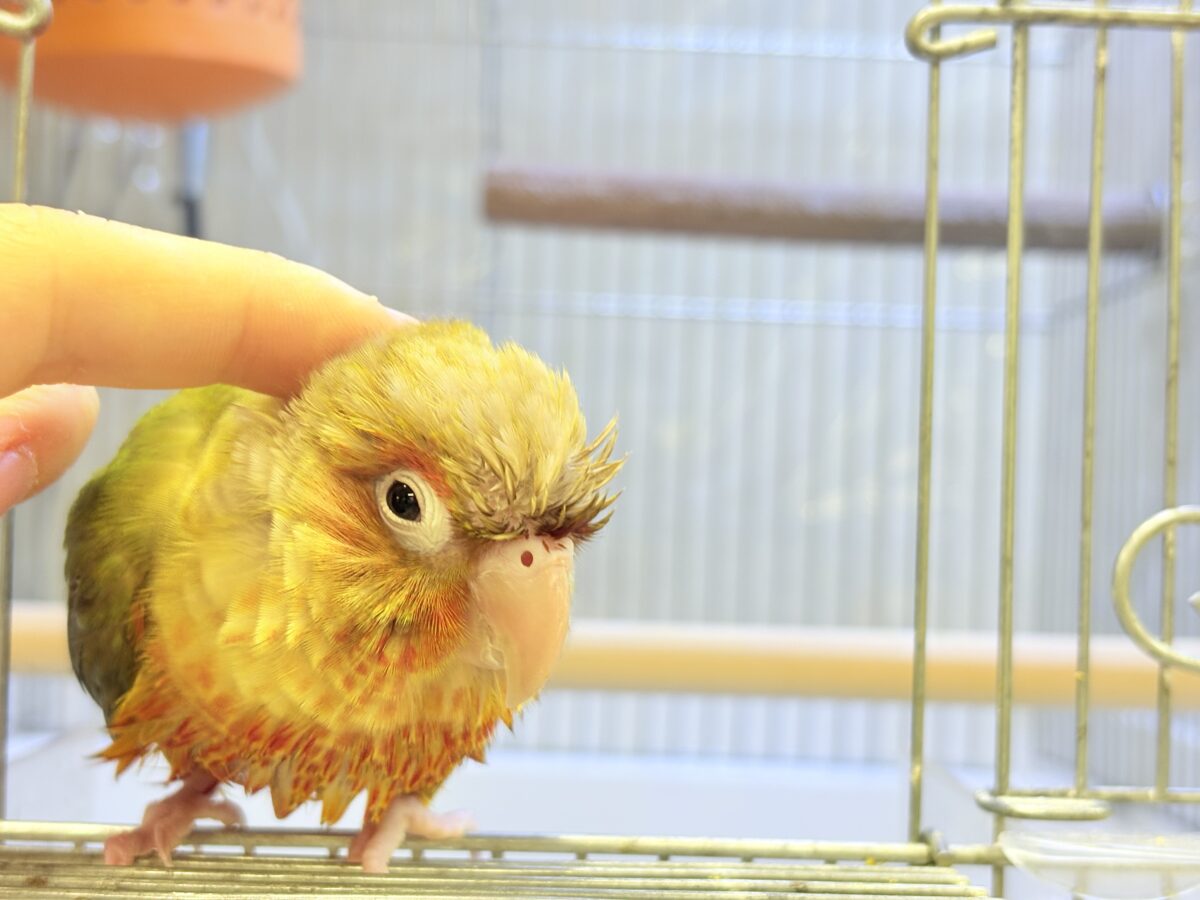 ホオミドリウロコインコ