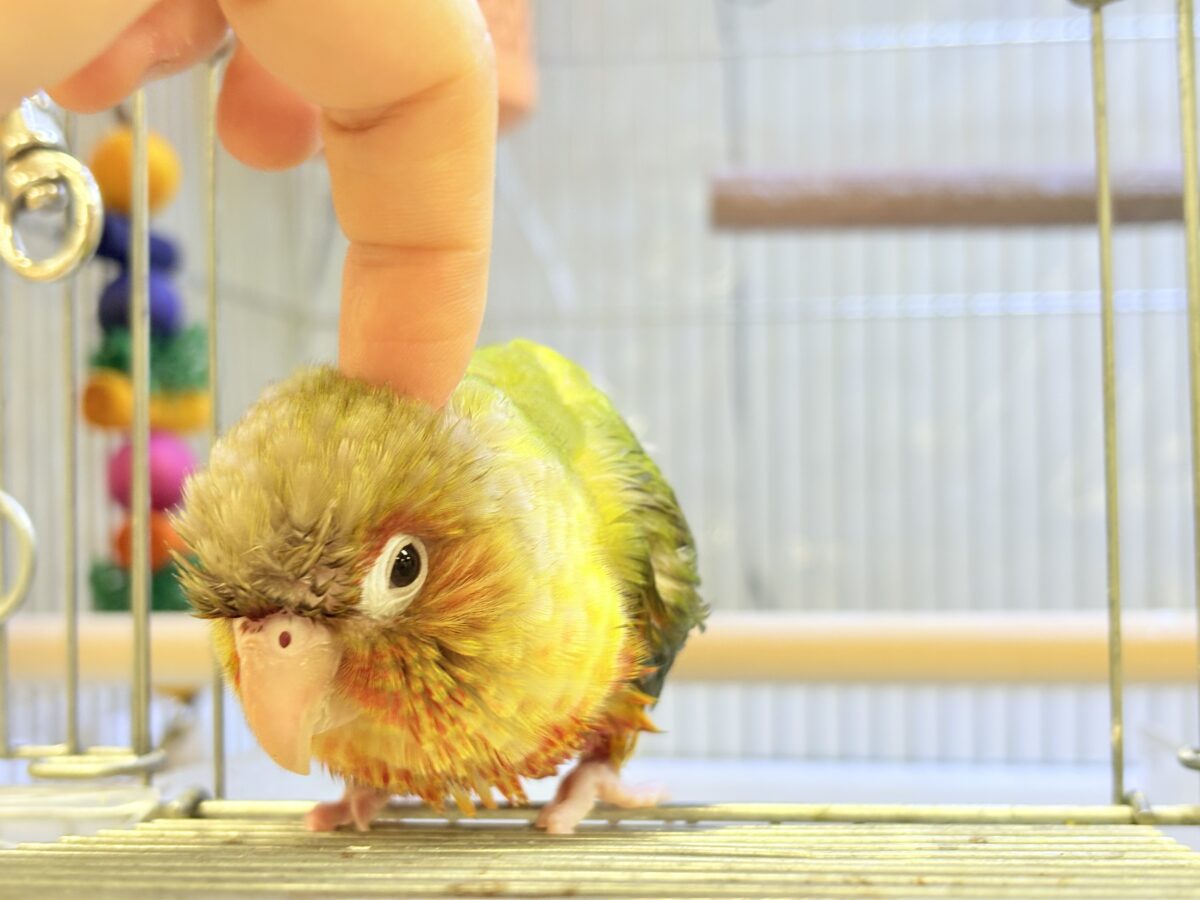 ホオミドリウロコインコ