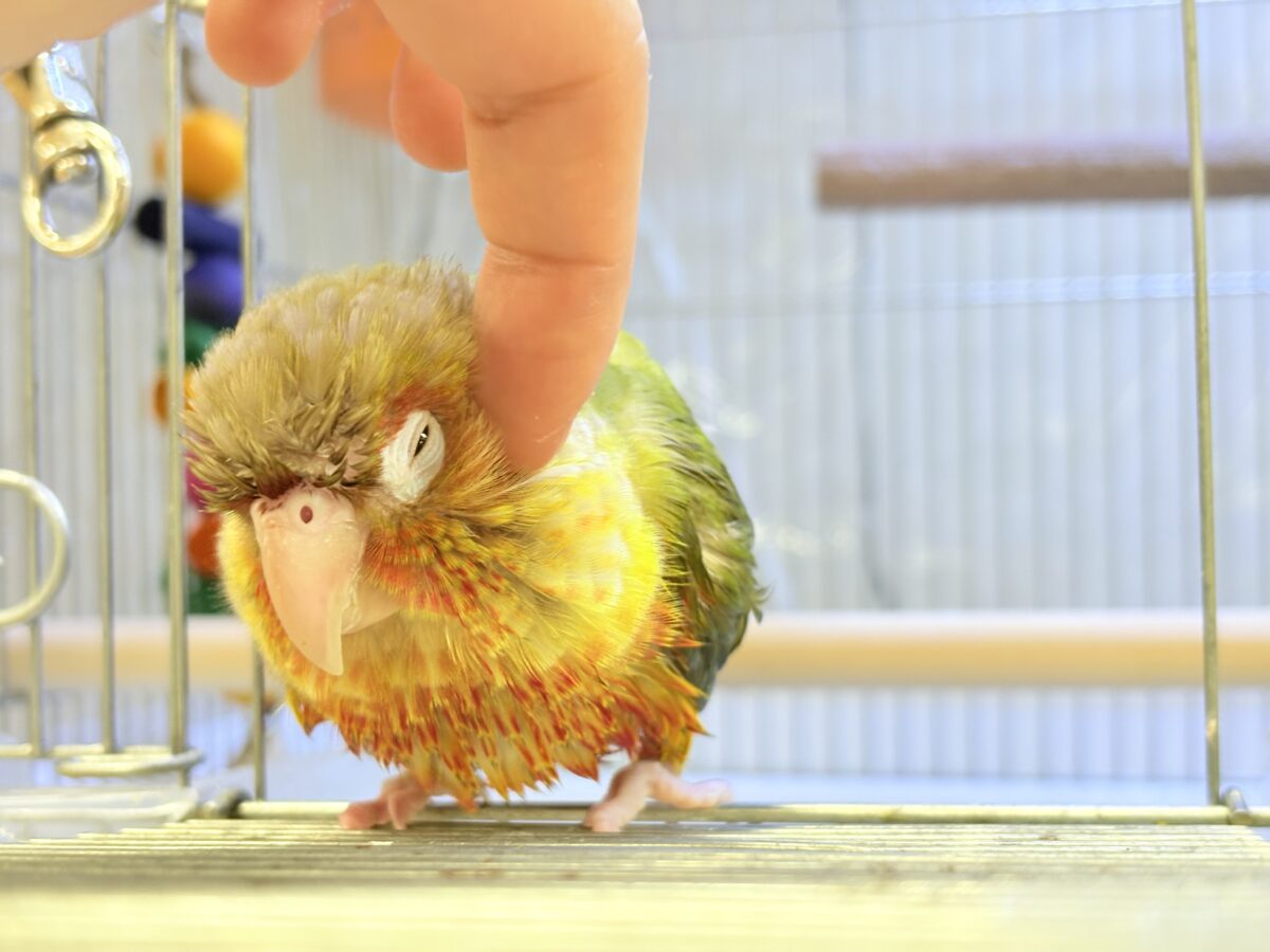 ホオミドリウロコインコ