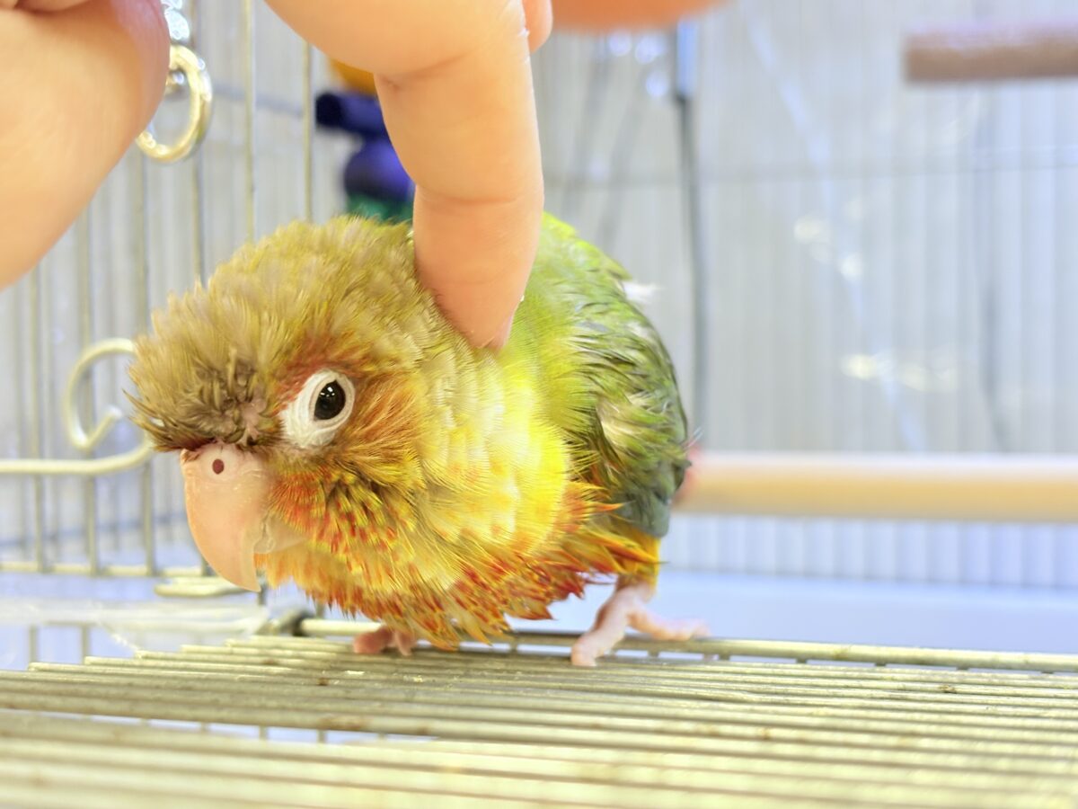 ホオミドリウロコインコ