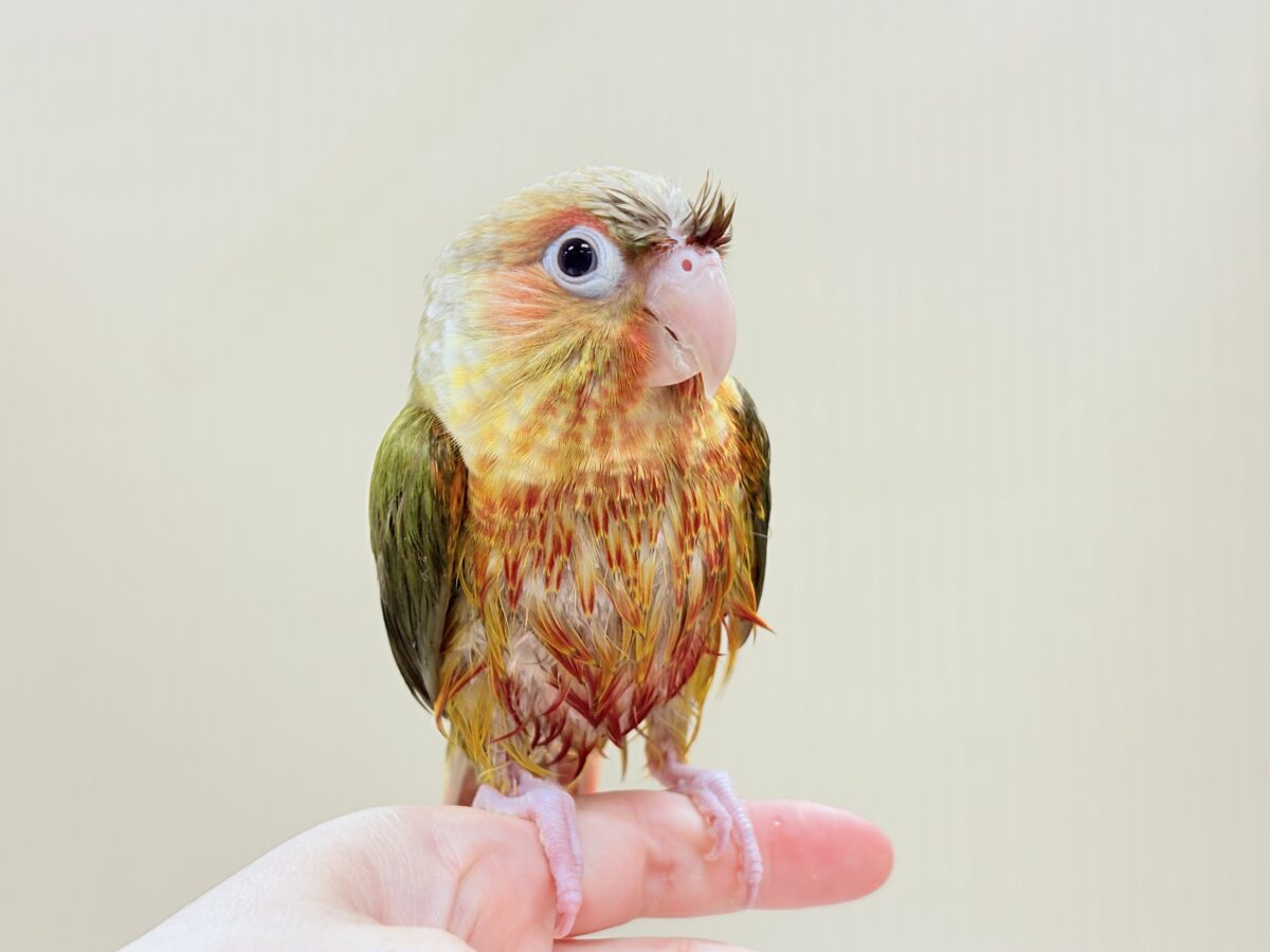 ホオミドリウロコインコ