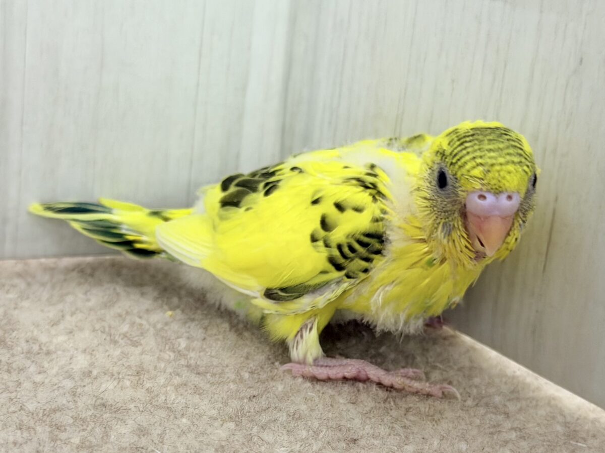 セキセイインコ