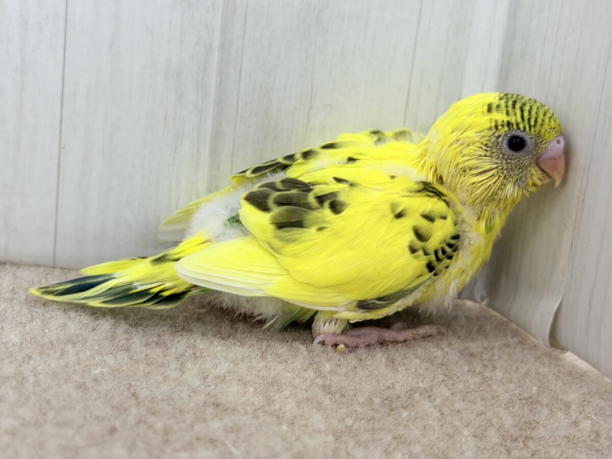 セキセイインコ