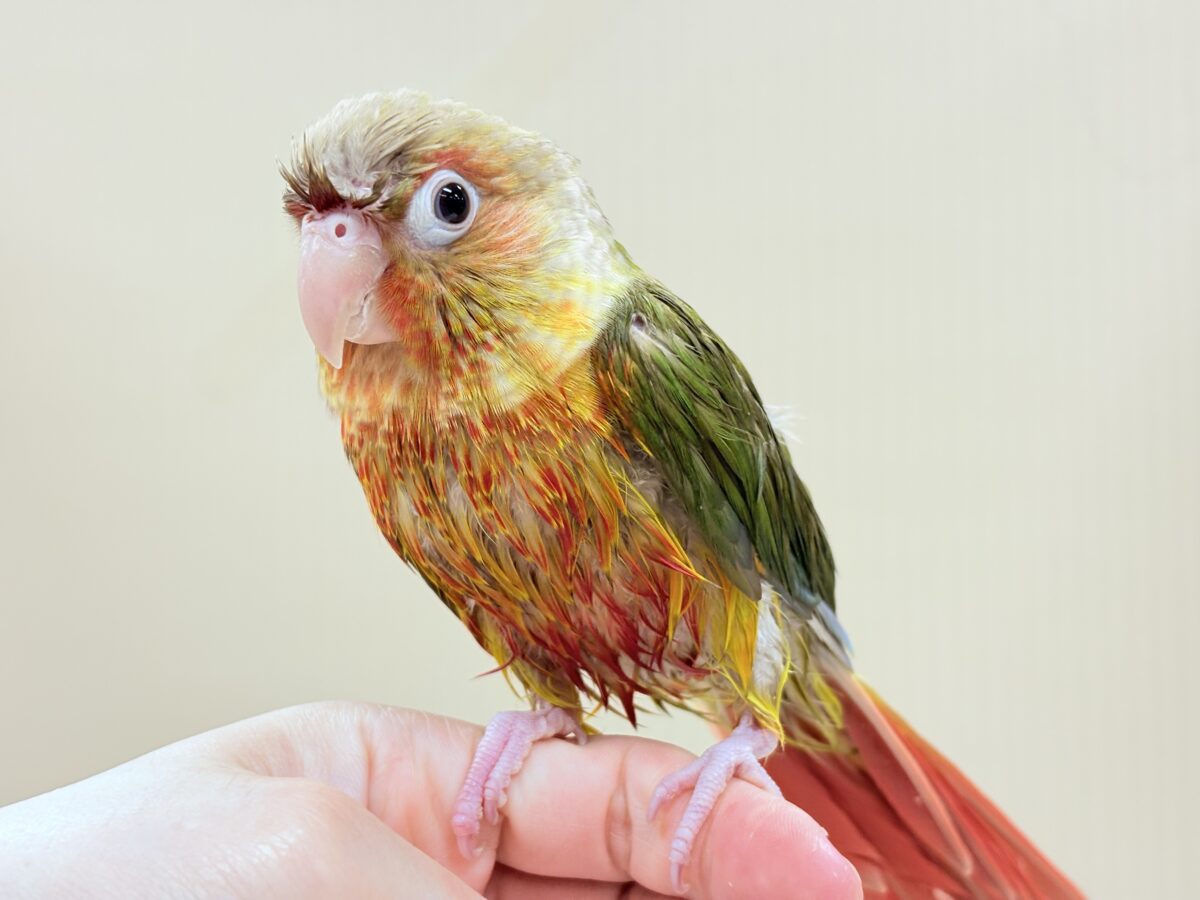 ホオミドリウロコインコ